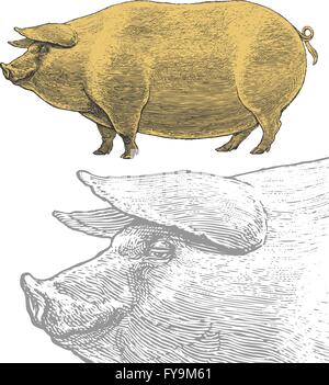 Porc ou de porcs en vintage style gravure Illustration de Vecteur