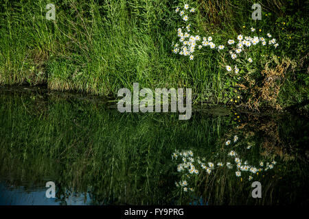 Étang et le feuillage, la Seigneurie Recreation Ground, Tottenham, au nord de Londres Banque D'Images
