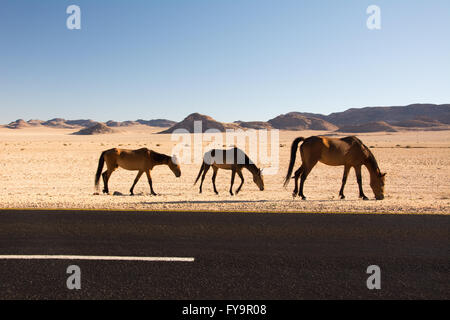 Désert du Namib chevaux sur le côté de la route nationale B4 entre Aus et Luderitz, Namibie du Sud. Banque D'Images