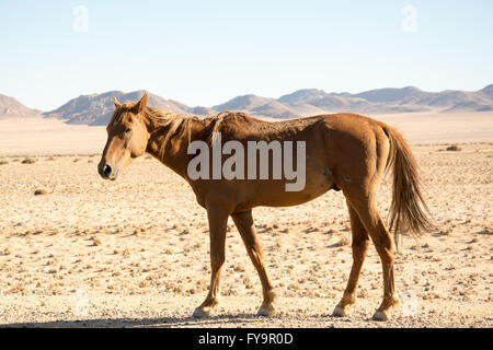 Désert du Namib cheval. Photo prise sur la route nationale B4 entre Aus et Luderitz, Namibie du Sud. Banque D'Images