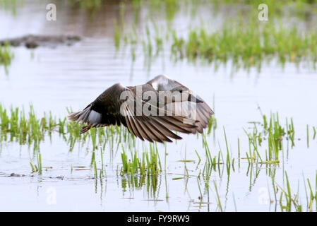 L'homme (Anas strepera canard Canard chipeau) en vol, au décollage d'un lac Banque D'Images