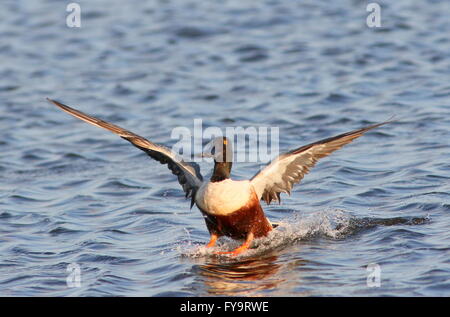 Homme du Canard souchet (Anas clypeata) en vol, posé dans un lac Banque D'Images