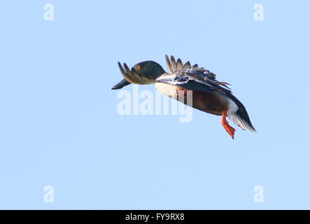 Homme du Canard souchet (Anas clypeata) en vol, sur le point de toucher des roues Banque D'Images