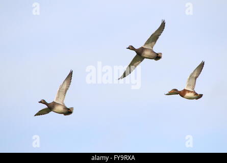 Trois canards Canard chipeau (Anas strepera) en vol, une femelle et deux mâles Banque D'Images