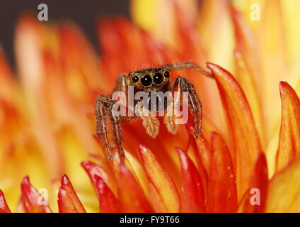 Araignée sauteuse brun reposant sur une fleur de chrysanthème jaune-orange Banque D'Images