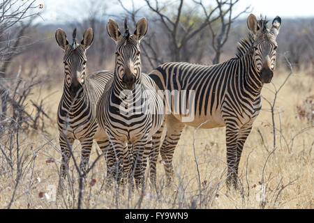 Hartmann's Mountain Zebra, parc national d'Etosha, Namibie Banque D'Images