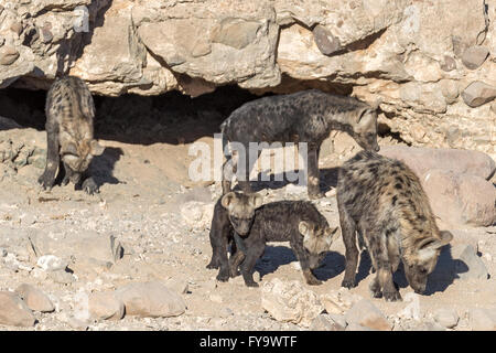 Hyena Aka maculée riant hyena, petits à den, Damaraland, Namibie Banque D'Images