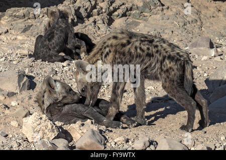 Hyena Aka maculée riant hyena, petits à den, Damaraland, Namibie Banque D'Images