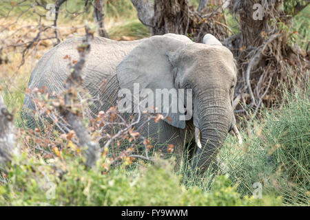 Éléphants du désert ou éléphants adaptés au désert, Damaraland, région de Kuene, Namibie Banque D'Images