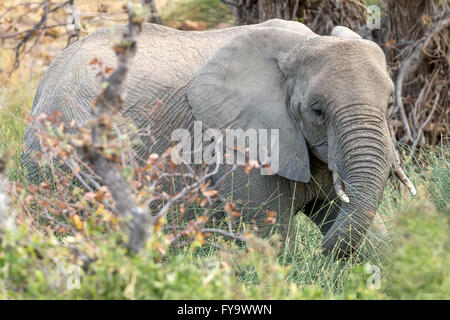 Éléphants du désert ou éléphants adaptés au désert, Damaraland, région de Kuene, Namibie Banque D'Images