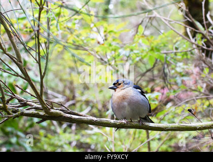 Chaffinch est assis sur le rameau Banque D'Images