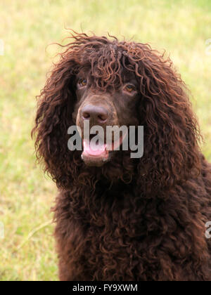 Irish Water Spaniel typique dans le jardin au printemps Banque D'Images