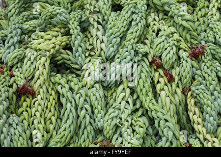 La queue de Burro ou queue d'Âne (Sedum morganianum), originaire du Mexique Banque D'Images