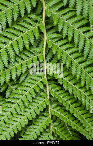 Golden Tree Fern (Dicksonia fibrosa), originaire de Nouvelle-Zélande Banque D'Images