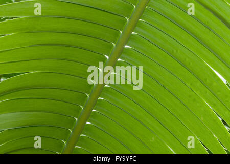 Dioon géant, ou la gomme de Palm (Dioon spinulosum), originaire du Mexique Banque D'Images