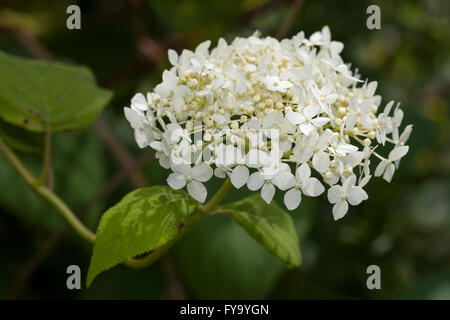 Hortensia (Hydrangea arborescens lisse 'Grandiflora') Banque D'Images
