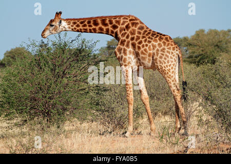 Une Girafe (Giraffa camelopardalis) se nourrissant d'un acacia, Afrique du Sud Banque D'Images