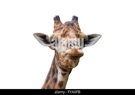 Fermer l'accent sur la tête et le cou de girafe isolé sur fond blanc Banque D'Images