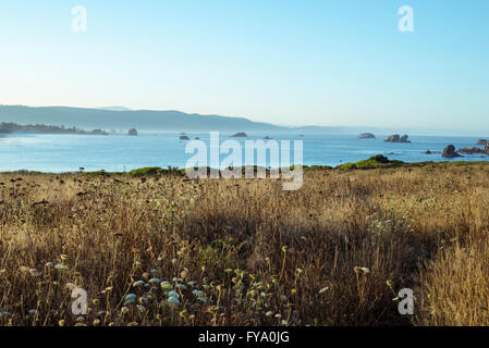 Scène côtière et prairie. Crescent City, Californie. Banque D'Images