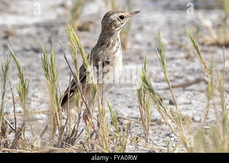 Sapota Lark, Calendulauda sabota, Parc national d'Etosha, Namibie Banque D'Images