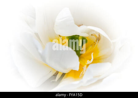 Fleurs tulipes au printemps. Bouquet de tulipes. Fleurs colorées avec focus sélectif dans Tulip's Symphony à Pitesti, Roumanie Banque D'Images