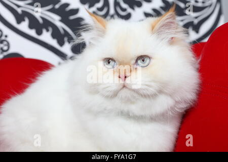 Persian cat aristocratique Banque D'Images