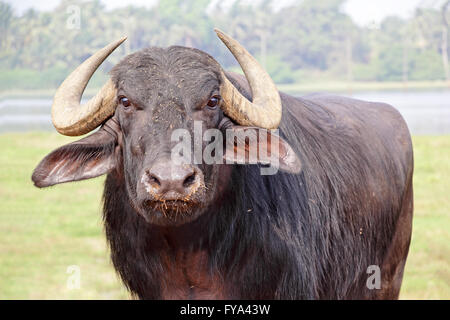 Close up of Indian bison Banque D'Images