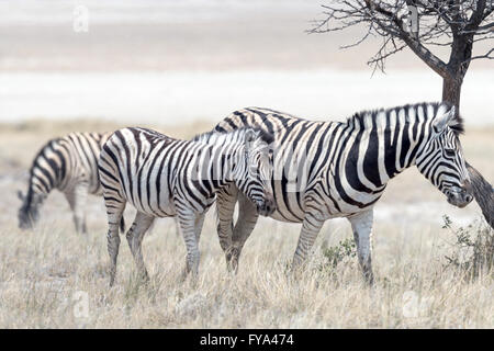 Plaint's Zebra, course de Burchell, mère et foal, parc national d'Etosha, Namibie Banque D'Images