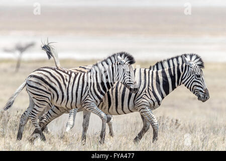 Plaint's Zebra, course de Burchell, mère et foal, parc national d'Etosha, Namibie Banque D'Images