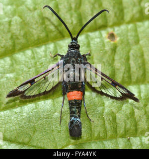 Large red-belted (sésie Synanthedon culiciformis) à partir de ci-dessus. Rare à l'échelle nationale d'amphibien de la famille des Sesiidae, sur bramble Banque D'Images