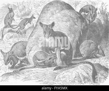 Marsupiaux : jaune-footed rock wallaby-, antique print 1894 Banque D'Images