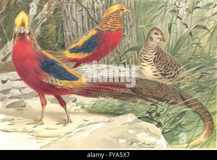 Les oiseaux : Golden faisans, antique print 1895 Banque D'Images