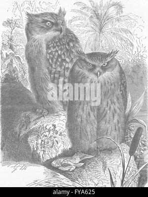 Inde : poisson indien-owl, antique print 1895 Banque D'Images