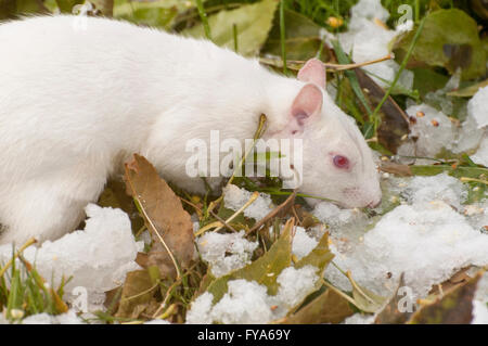 Vadnais Heights, Minnesota. Écureuil albinos de manger la neige comme une source d'eau. - L'écureuil gris Sciurus carolinensis. Banque D'Images