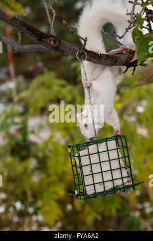 Vadnais Heights, Minnesota. Suspendue à un écureuil albinos de manger de l'arbre à partir d'un convoyeur de rognon rognon pour les oiseaux. L'Écureuil gris Banque D'Images