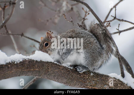 Vadnais Heights, Minnesota. Squirrel eating snow comme une source d'eau en hiver. L'écureuil gris Sciurus - carolinensi Banque D'Images