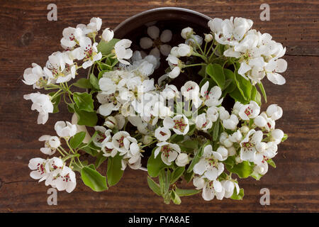 Des branches d'un pommier avec des fleurs blanches et des feuilles vert frais dans une marmite sur fond de bois comme image de printemps Banque D'Images