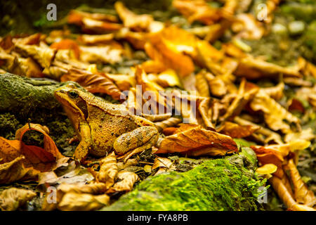 Crapaud parmi les feuilles d'automne brun Banque D'Images