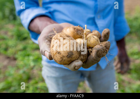 Libre de l'homme avec des pommes de terre biologiques cultivés à la main © Jahangir Alam onuchcha/Alamy Banque D'Images