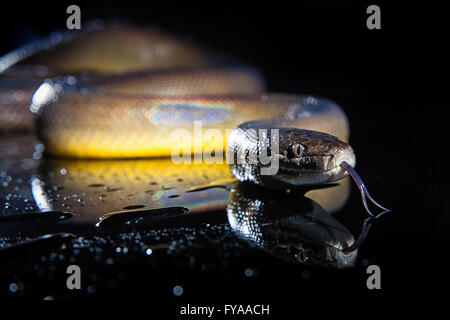 Seul serpent arc-en-ciel - Liasis fuscus Python de l'eau - isolé sur miroir noir Banque D'Images