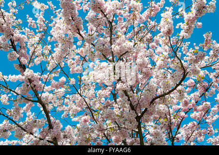 Fleur de printemps de l'Alexandra Park, London Borough of Haringey, Greater London, Angleterre, Royaume-Uni Banque D'Images