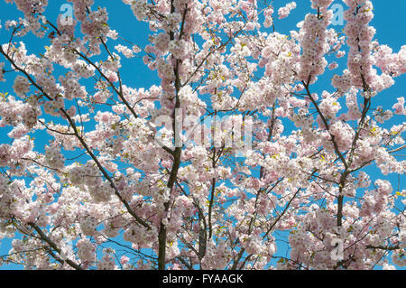 Fleur de printemps de l'Alexandra Park, London Borough of Haringey, Greater London, Angleterre, Royaume-Uni Banque D'Images