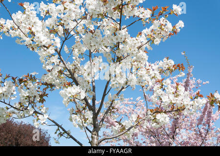 Fleur de printemps de l'Alexandra Park, London Borough of Haringey, Greater London, Angleterre, Royaume-Uni Banque D'Images