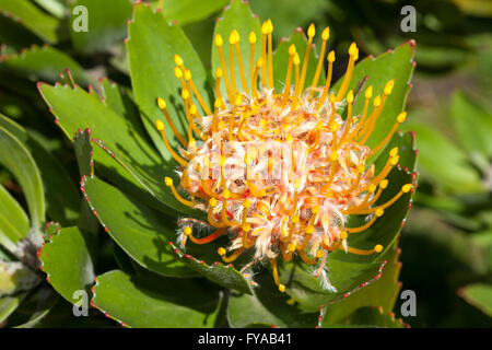 Protea Pincushion ou en coussinet d'arbre (sculpture) conocarpodendron Banque D'Images