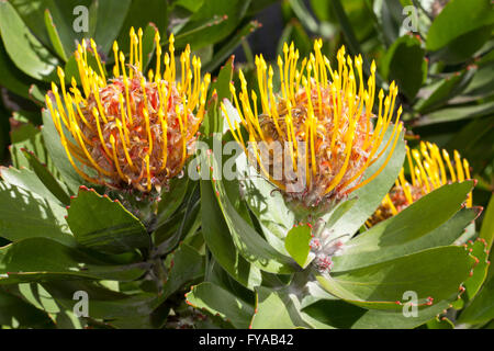 Protea Pincushion ou en coussinet d'arbre (sculpture) conocarpodendron Banque D'Images