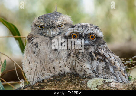 Tawny Une grille supérieure de Chick et Parent. Banque D'Images