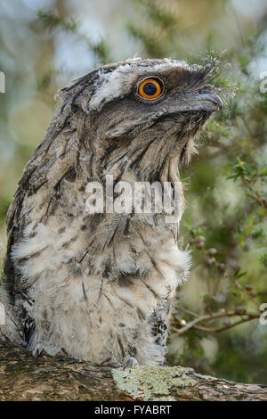 Tawny Une grille supérieure de Poussin. Banque D'Images