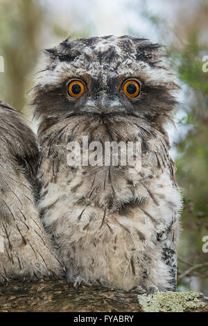 Tawny Une grille supérieure de Poussin. Banque D'Images