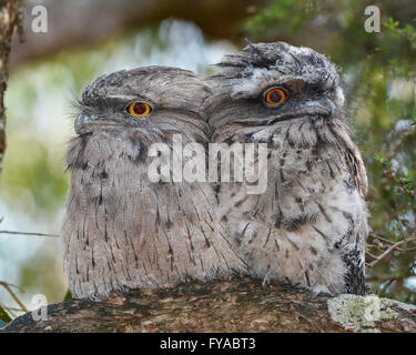 Tawny Une grille supérieure de Chick et Parent. Banque D'Images