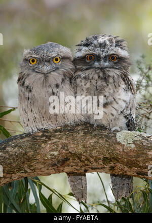 Tawny Une grille supérieure de Chick et Parent. Banque D'Images